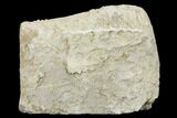 Archimedes Screw Bryozoan Fossil - Alabama #178182-1